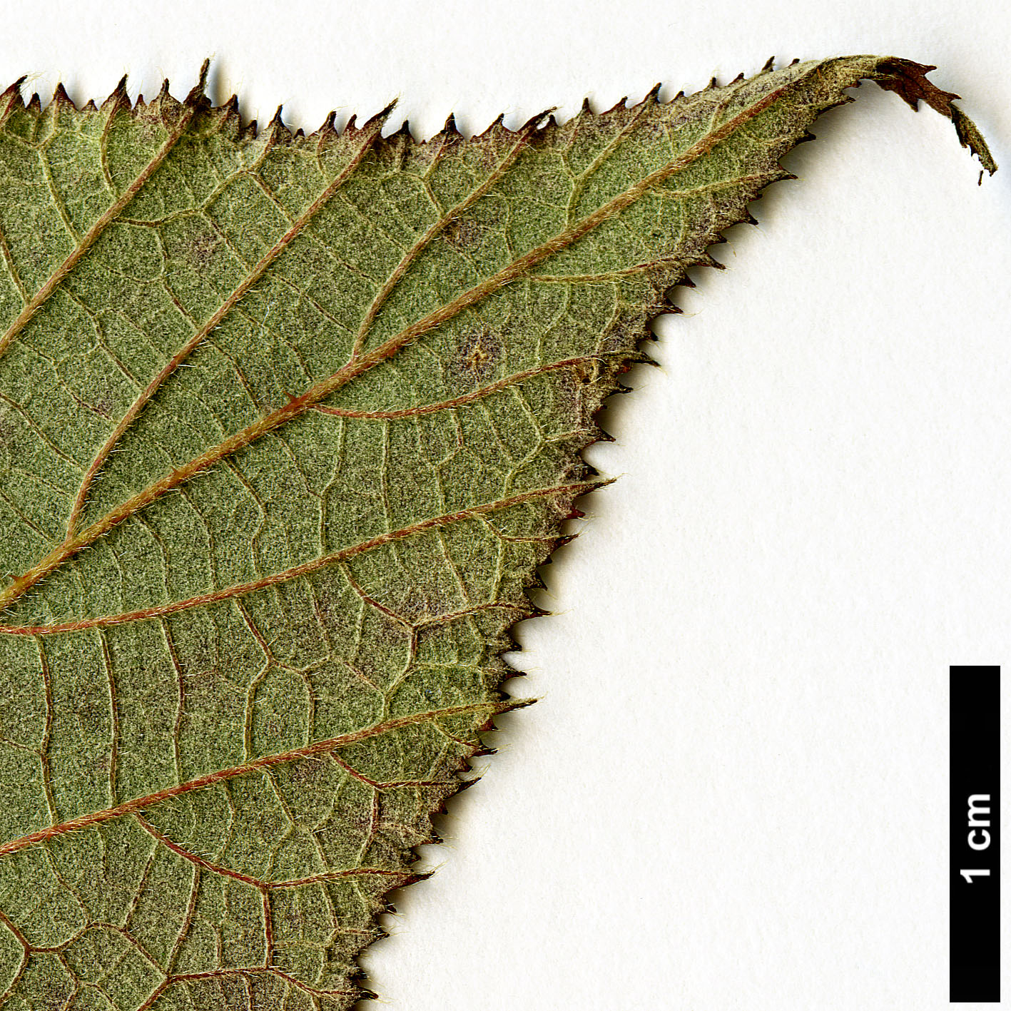 High resolution image: Family: Rosaceae - Genus: Rubus - Taxon: paniculatus